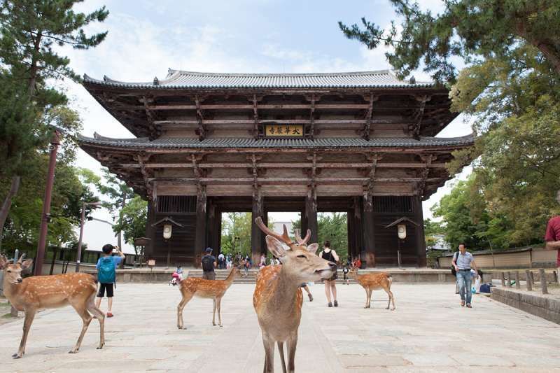 Nara Private Tour - The South Great Gate to Todaiji Temple and several deer
