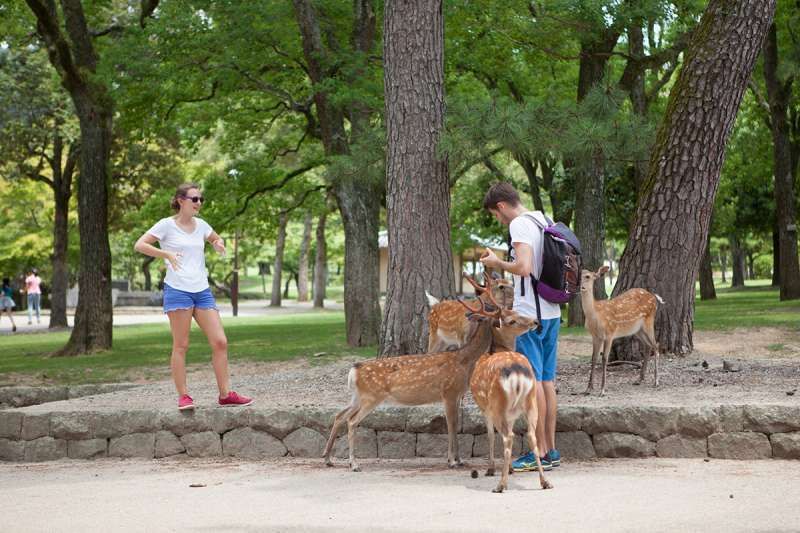 Nara Private Tour - Nara Park and several deer
