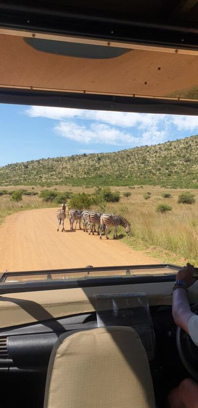 Johannesburg Private Tour - Zebras in Pilanesberg National Park 