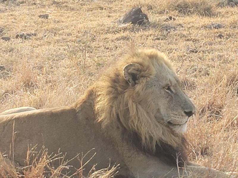 Johannesburg Private Tour - Lions in Pilanesberg National Park 