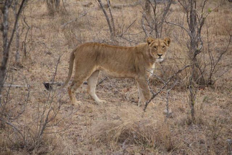 Johannesburg Private Tour - Lions in Pilanesberg National Park 