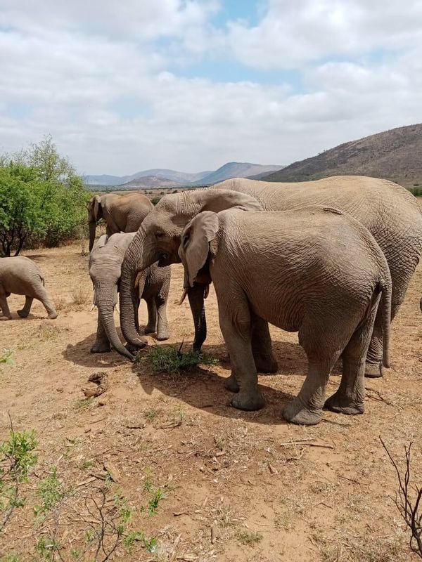 Johannesburg Private Tour - Elephants in Pilanesberg National Park 