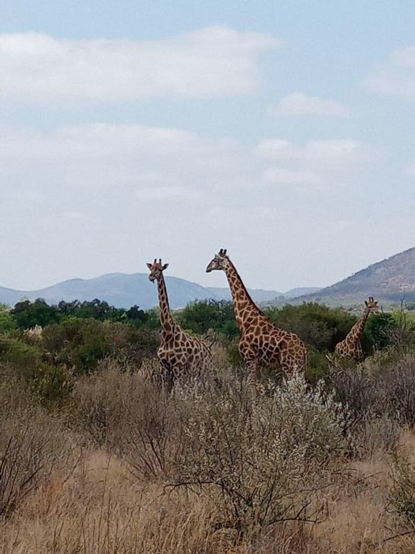 Johannesburg Private Tour - Giraffes in Pilanesberg National Park 