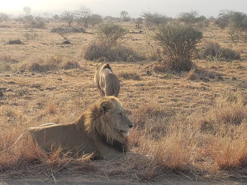 Johannesburg Private Tour - Lions in Pilanesberg National Park 