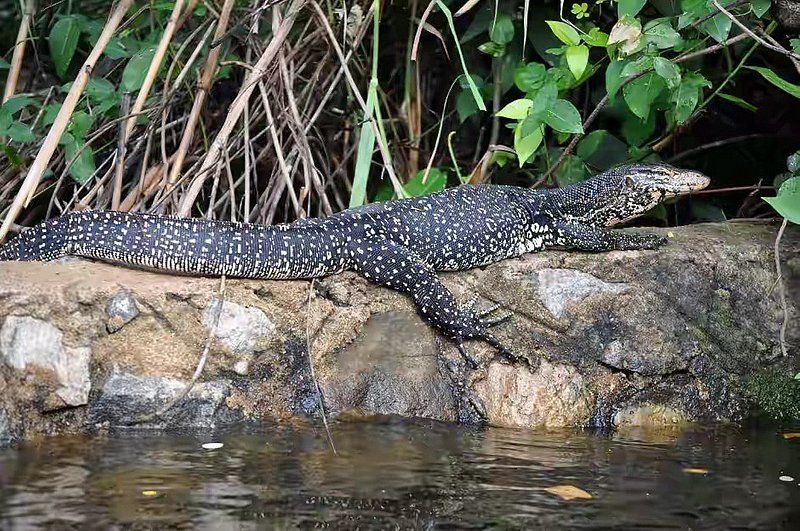 Colombo Private Tour - Muthurajawela Wetlands Wildlife