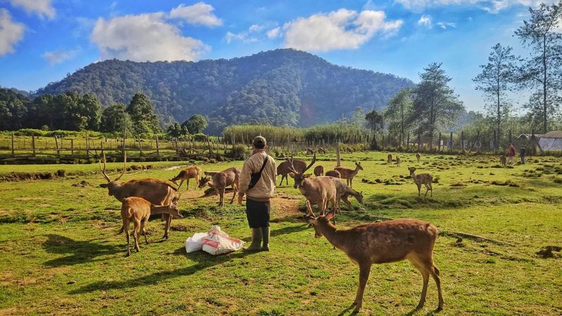Bandung Private Tour - Ranca Upas Ciwidey. Excellent place to visit while in Ciwidey area, with its cool and fresh air, surrounded with natural greenery, and not-so-wild deer to play around with