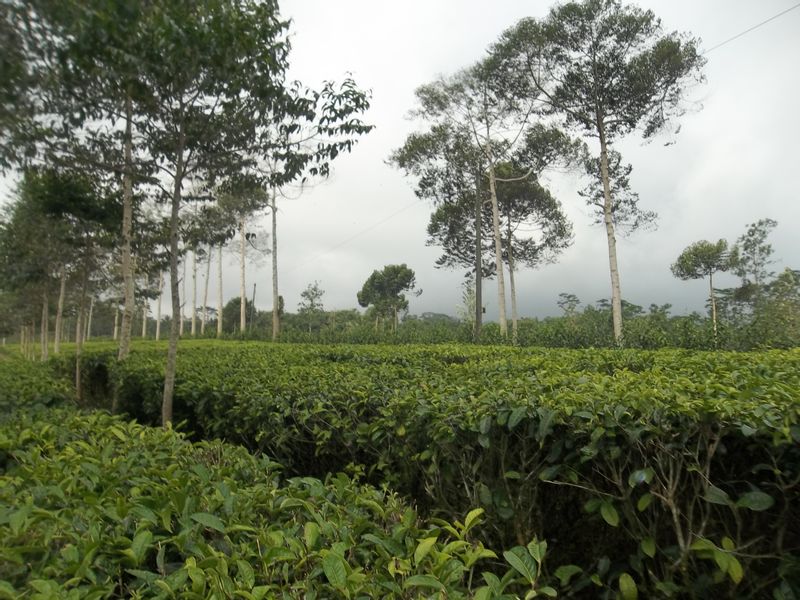 Yogyakarta Private Tour - Tea Plantation