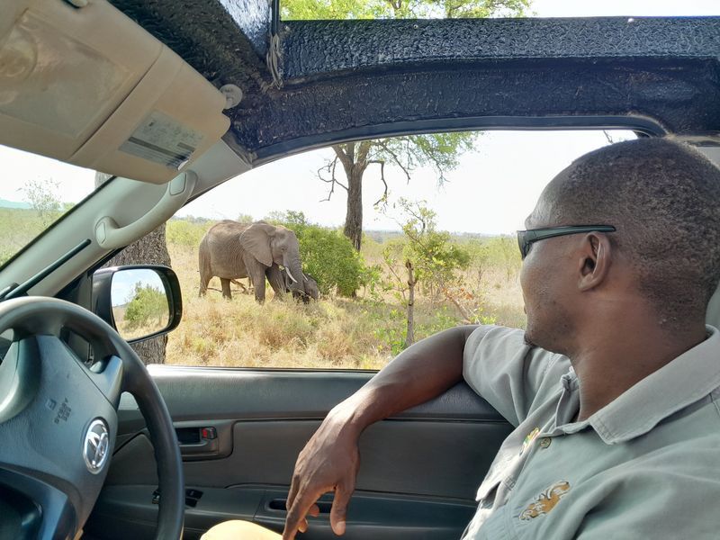 Johannesburg Private Tour - Game drive in Kruger National Park 