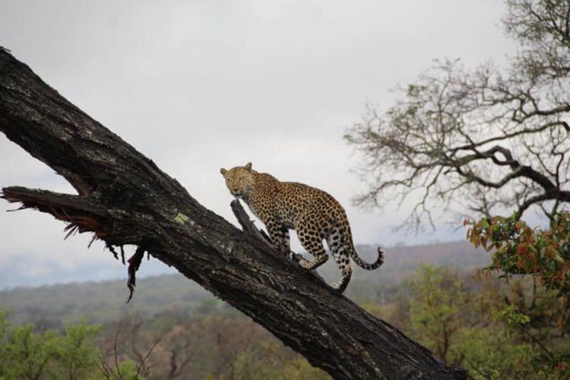 Johannesburg Private Tour - Leopard in Kruger National Park