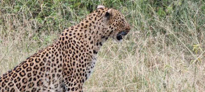 Johannesburg Private Tour - Leopard in Kruger National Park