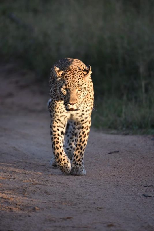 Johannesburg Private Tour - Leopard in Kruger National Park