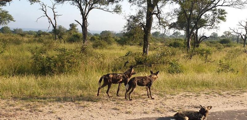 Johannesburg Private Tour - Hyenas in Kruger National Park