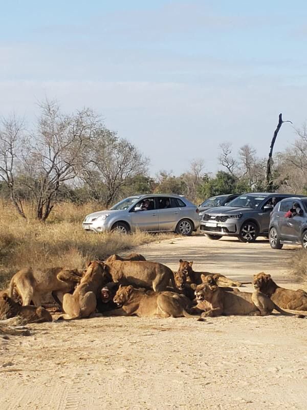 Johannesburg Private Tour - Kruger National Park