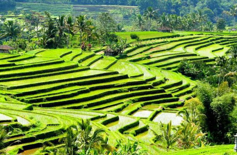 Bali Private Tour - null