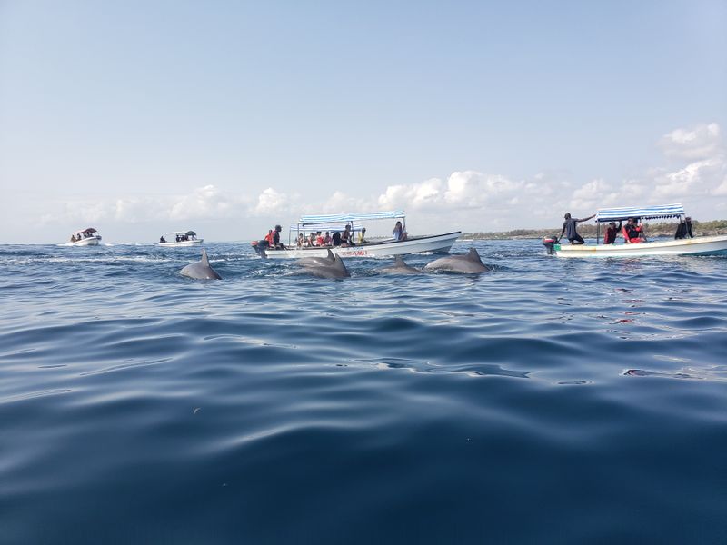 Zanzibar Private Tour - A school of Dolphin have a deep diving