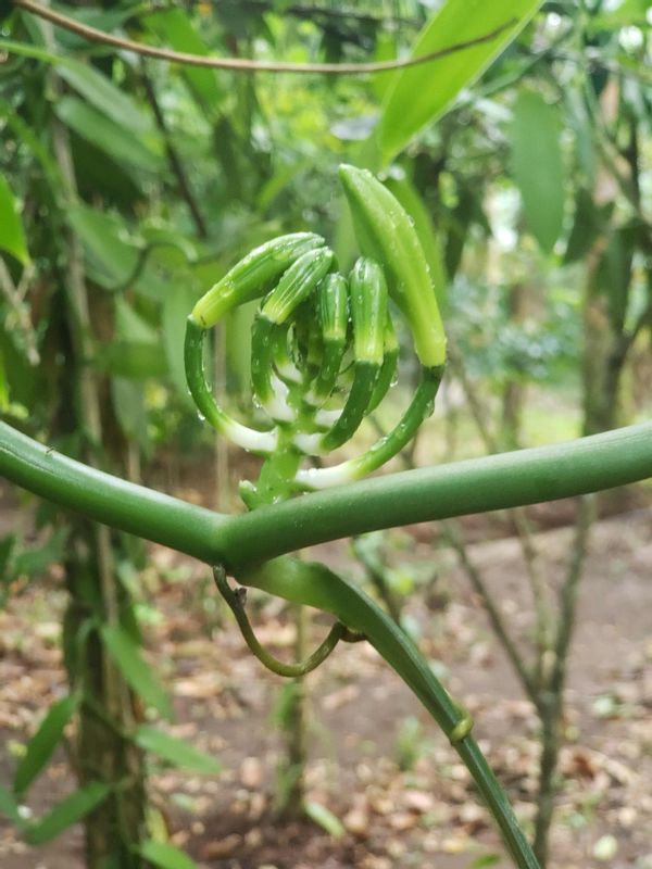 Zanzibar Private Tour - Vanilla pod