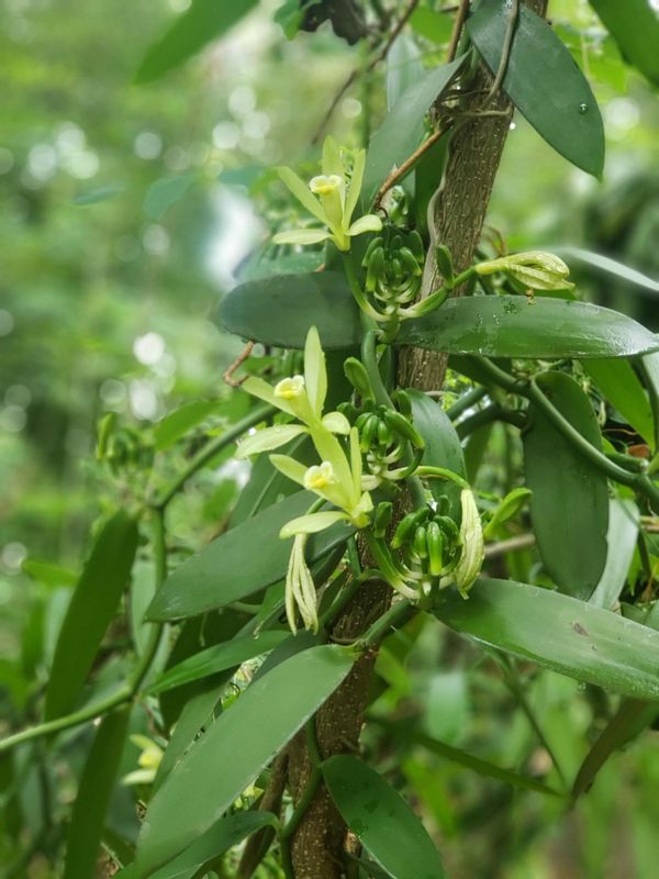 Zanzibar Private Tour - Vanilla flower