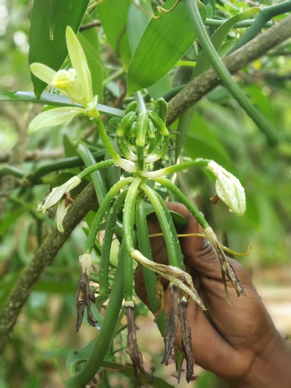 Zanzibar Private Tour - Vanilla emerge from flower