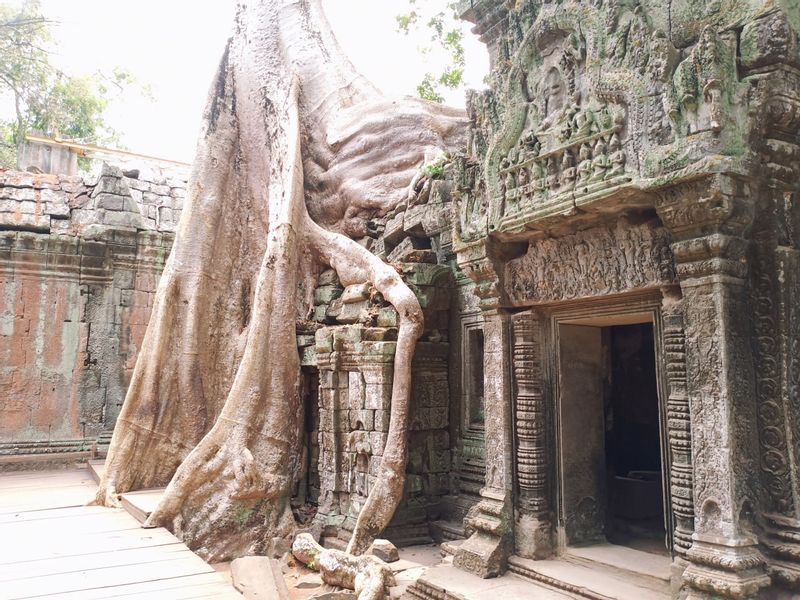 Siem Reap Private Tour - Ta Prohm or Tomb Raider Temples