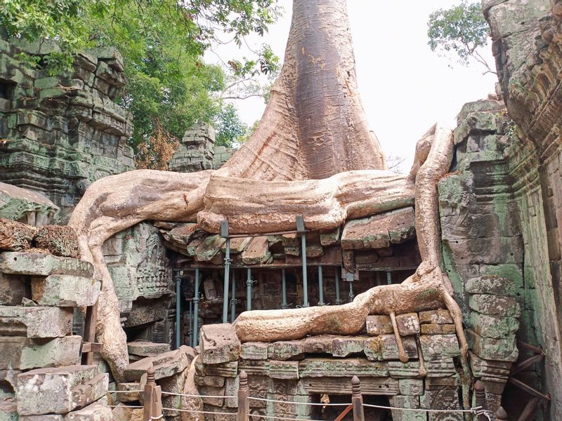 Siem Reap Private Tour - Ta Prohm or Tomb Raider Temples