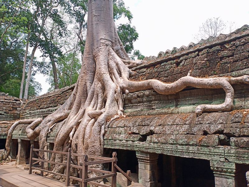 Siem Reap Private Tour - Ta Prohm or Tomb Raider Temples