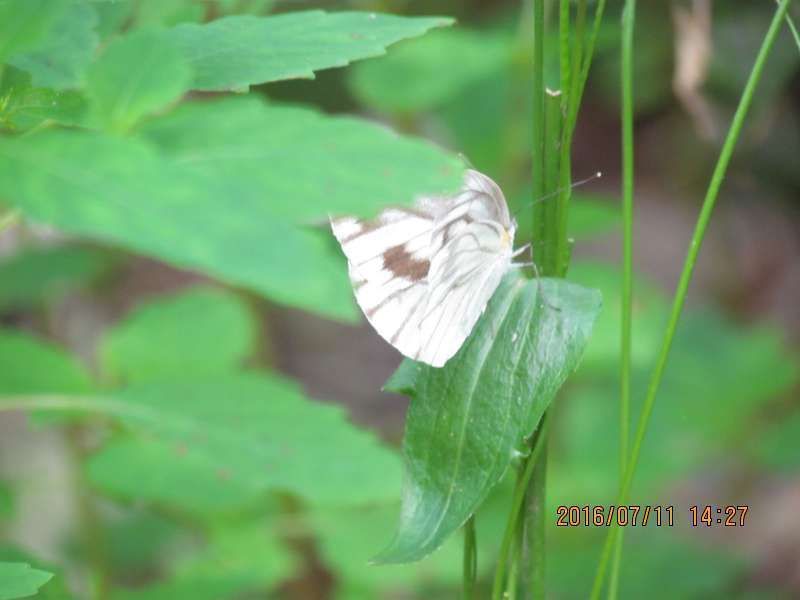 Aichi Private Tour - Butterfly