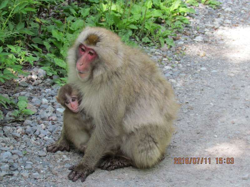 Aichi Private Tour - Japanese mokey 