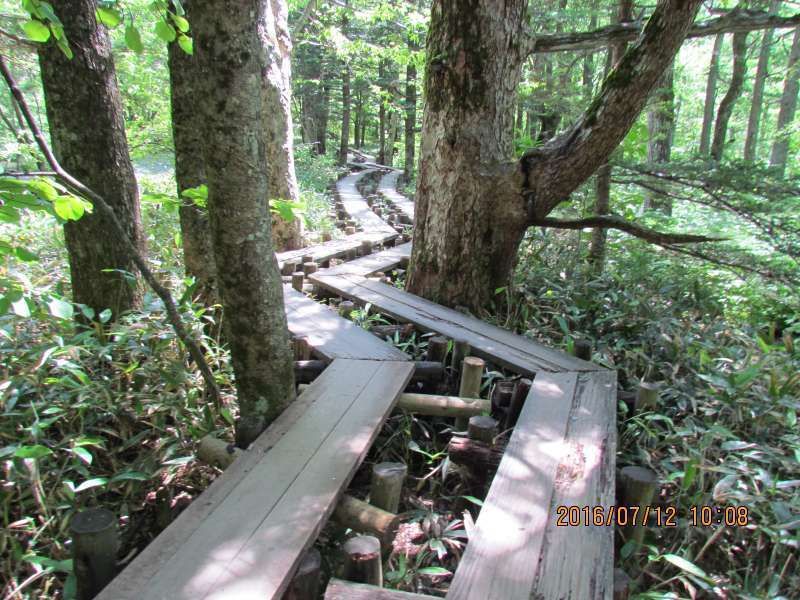 Aichi Private Tour - Forest road