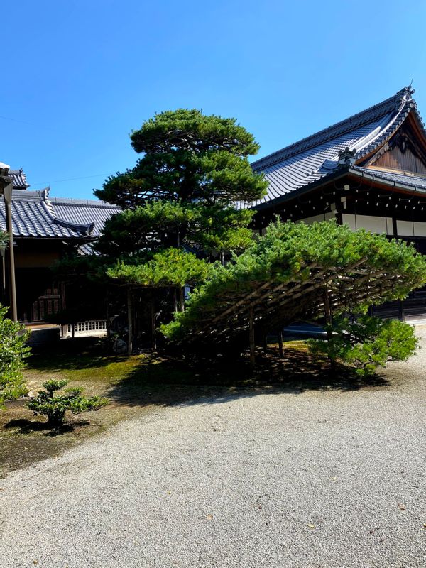 Kyoto Private Tour - Kinkakuji Temple