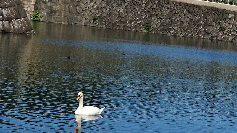 Tokyo Private Tour - Sakurada Moat (Route 1)