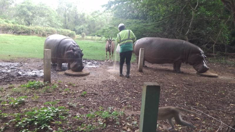 Mombasa Private Tour - Hippo Feeding