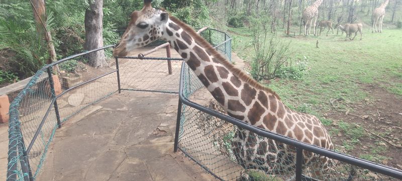 Mombasa Private Tour - Giraffe at Haller Park