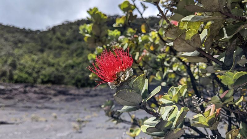 Hawaii (Big Island) Private Tour - Ohia Lehua Blossom.