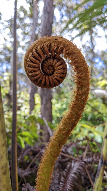 Hawaii (Big Island) Private Tour - Hapuu Tree fern.