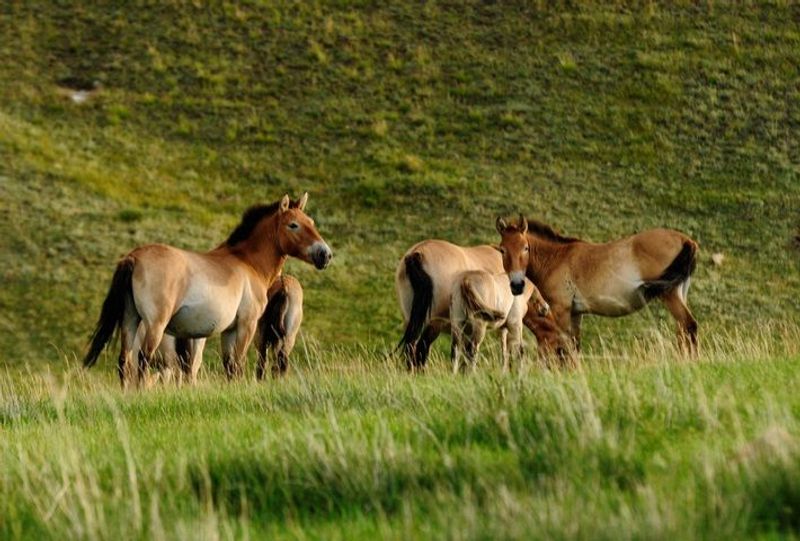 Ulaanbaatar Private Tour - Wild horses at Hustai National Park