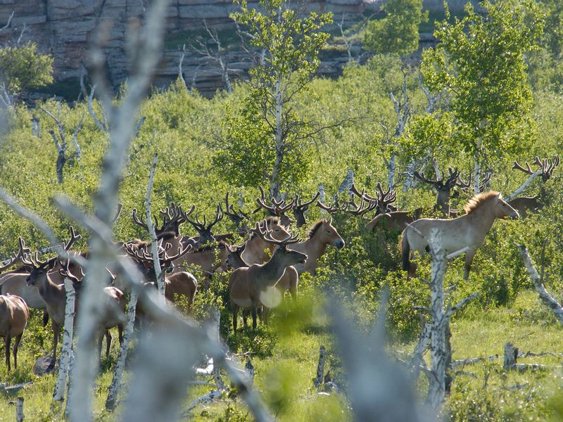 Ulaanbaatar Private Tour - If we are lucky, we will be able to see deer too 
