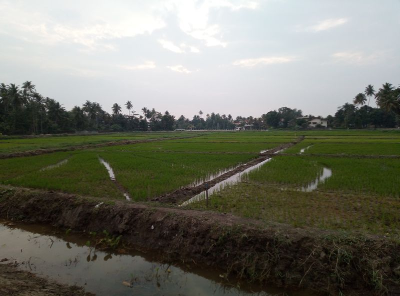 Colombo Private Tour - Rice fields