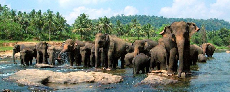 Colombo Private Tour - The elephant orphanage Pinnawela
