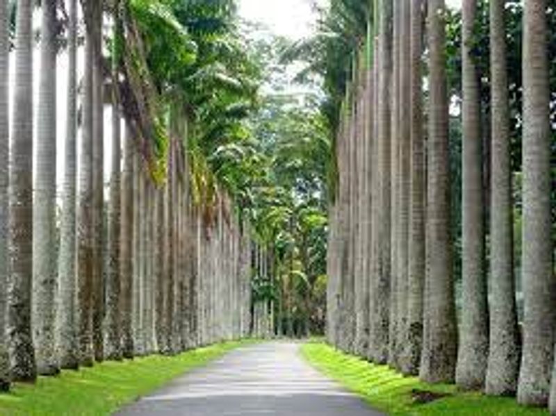 Colombo Private Tour - Palm Avenue 