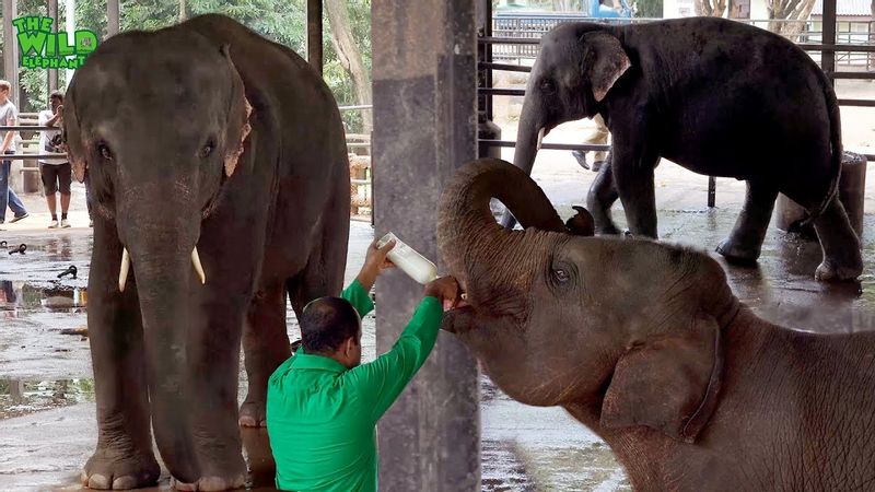 Colombo Private Tour - Bottle-Feeding