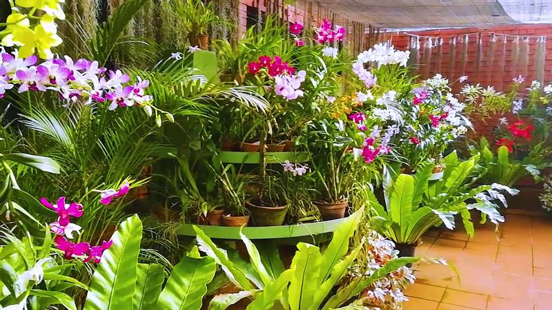 Colombo Private Tour - Orchid House