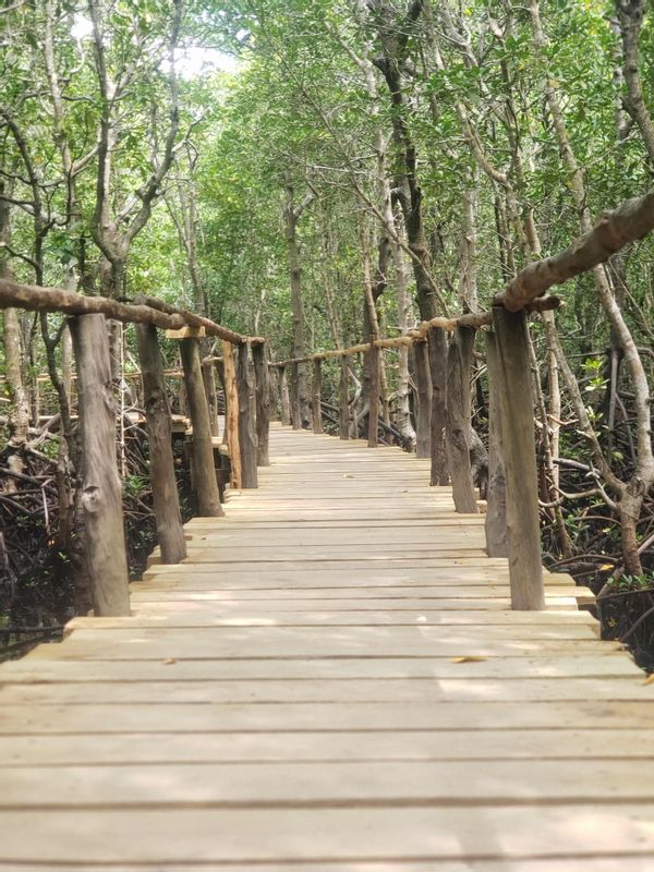 Zanzibar Private Tour - Mangrove forest at Jozani