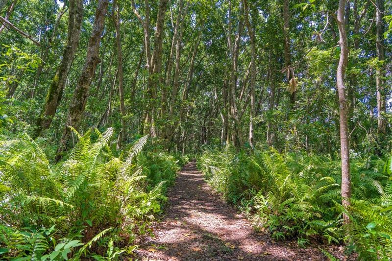 Zanzibar Private Tour - Jozani forest trails