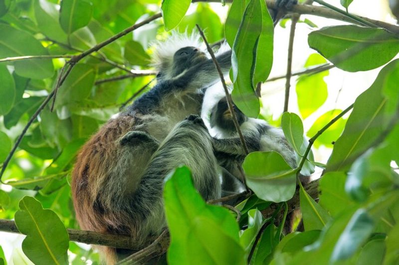 Zanzibar Private Tour - Red colobus monkey posed on the tree with it's baby