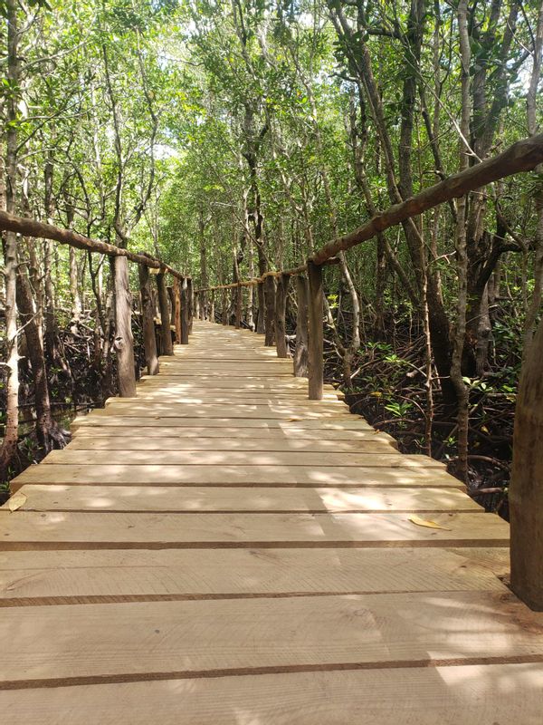 Zanzibar Private Tour - Mangrove boardwalk