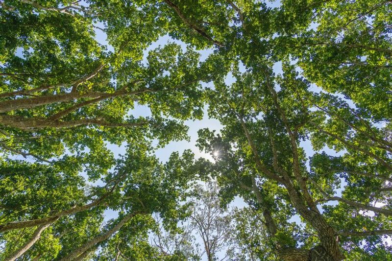 Zanzibar Private Tour - Mahogany tree