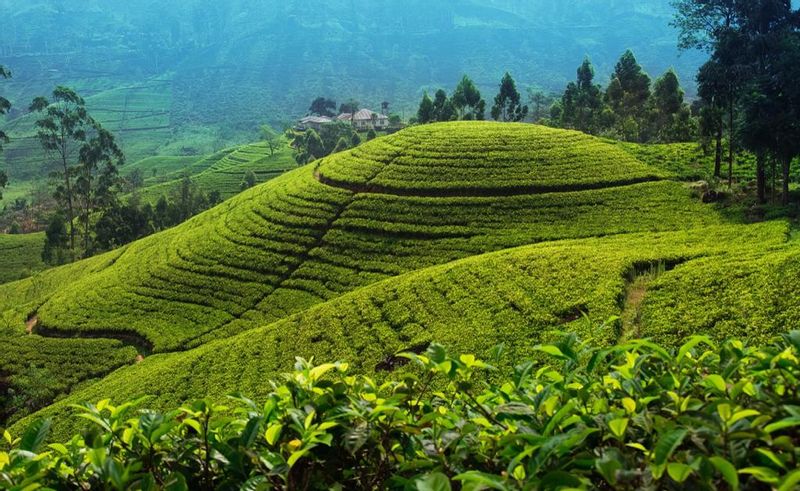 Colombo Private Tour - Tea estate