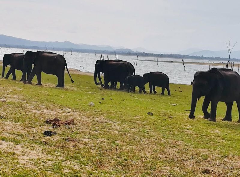 Colombo Private Tour - Minneriya National Park 