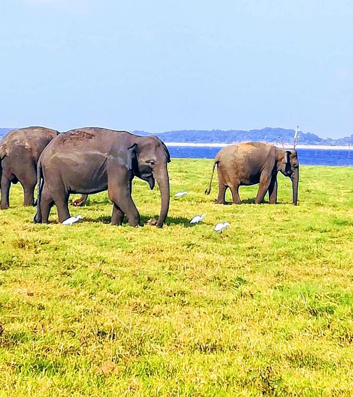 Colombo Private Tour - Minneriya National Park 