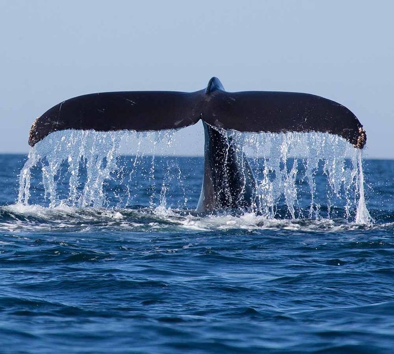 Colombo Private Tour - Whales, Mirissa